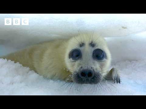 Mum saves baby seal with a clever trick 😮 | Asia - BBC