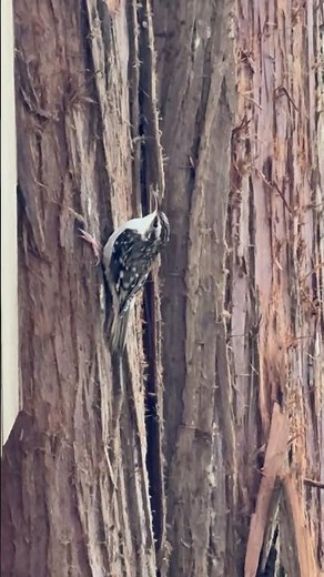 Brown creeper bird #birds #nature #wildlife