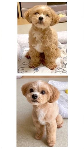 【マルプー犬のマリモ】トリミングビフォーアフター(2026.4.16) #犬のいる生活 #トリミング