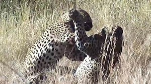 Warthog escapes after attacker is distracted by rival leopard