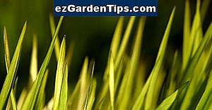 Cómo matar a la hierba Kikuyu 🌱 Tips Jardineros - Es.ezGardenTips.com