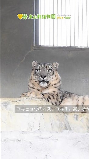 【東山動植物園公式】ある日のユキチとリアン《 ユキヒョウ ヒョウ 》 #short