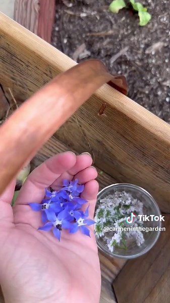 Flavorful Garden Harvest: Radishes, Cilantro Flowers, and More!