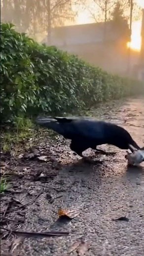 Crow and Cat: A Wild Rescue Caught Live #Wildlife #Rescue #Nature