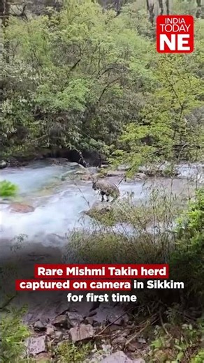 Rare Mishmi Takin herd captured on camera in Sikkim for first time