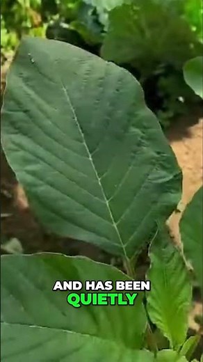 Callaloo: Jamaica's Secret Superfood for Strong Blood!