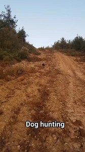 78K views · 1.2K reactions | Fox Hound hunting rabbit #doghunting #doghunter #doglovers #porbi #dog #irfannfaturohman | Irfan Faturohman | Facebook