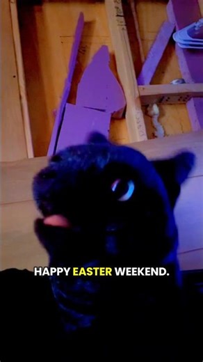 Mora Investigates Easter 🥚🐾 | Mora the Explorer | Cat And Fox Studios