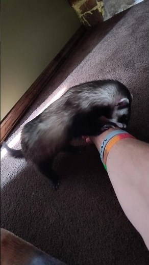 Angry Ferret😂#funnyanimals #ferret #cuteanimals #funnyferrets