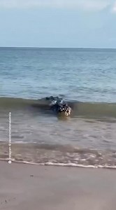 Crocodile upon Arnhem land coast. Shout out to the Aussies-that's a huge Crocodile. | AMERICA WAKE UP