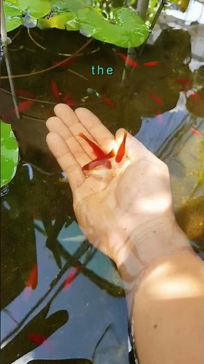 Carp Have No Teeth in Their Mouth — They're in the Throat