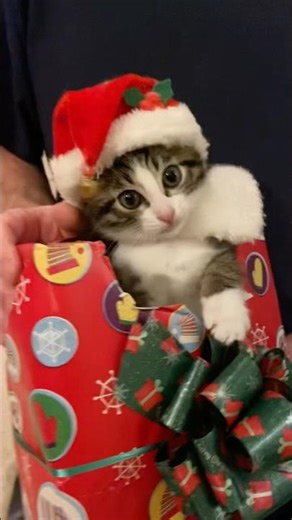 Santa Addy Kitten #kitten #cute #christmas #addycat
