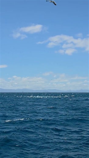 Work up in the Hauraki Gulf marine park