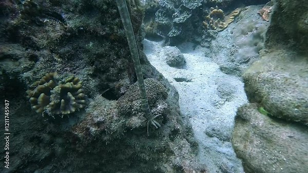 A crinoid (Crinoidea) attached to a rock, head facing downward. Its feathery appendages filter water for suspended food particles, contributing to the marine ecosystem’s balance.