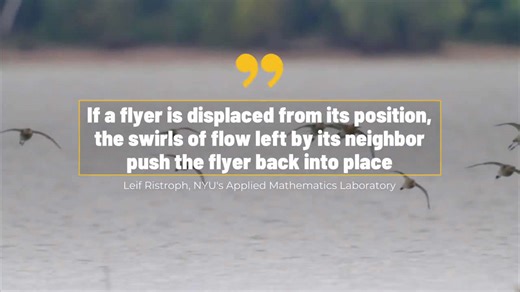 How Do Flocking Birds Fly In Unison?