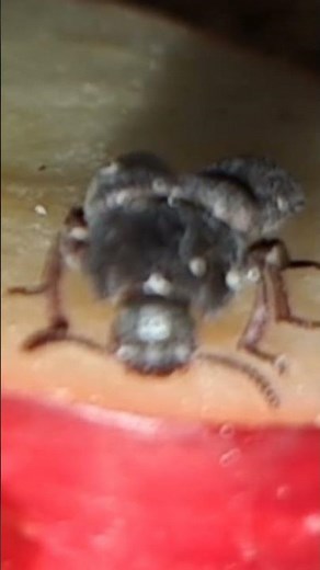 Beetle Eating Apple 🍎🪲 | Satisfying Crunch