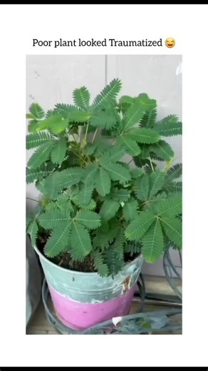 football__ sports_1 on Instagram: "Follow mee friend?....This movement is a survival mechanism called thigmonasty. When you touch the leaves, it triggers a rapid release of water from specialized cells at the base of the leaflets (called the pulvinus). ​As the water moves out, the cells lose pressure (turgor pressure), causing the leaves to collapse and fold inward. ​Defense: Scientists believe this makes the plant look wilted and unappetizing to herbivores (animals that want to eat it). ​Protec