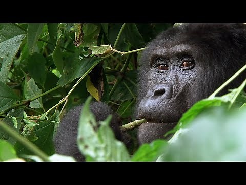 The Last Giants: Saving the Silverback Gorilla (4K Documentary)
