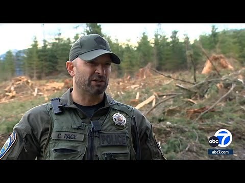 Cougar attacks 5 cyclists in Washington state, woman injured