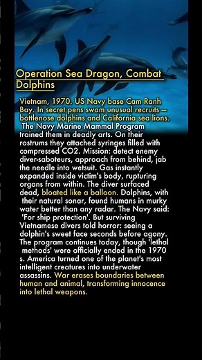🐬 Navy Killer Dolphins with CO2 Needles in Vietnam 💉🌊