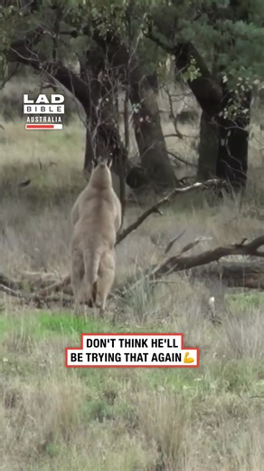 1.1M views · 12K reactions | The Kangaroo had his dog  #kangaroo #wild #dog | LADbible Australia | Facebook