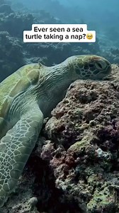 13K views · 389 reactions | Sea turtles can sleep underwater, often...