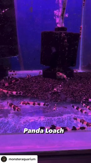 8.5K views · 68 reactions | @monsteraquarium The panda loach, also...
