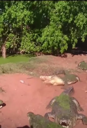 1.2M views · 5.1K reactions | Animals TV on Reels | Facebook