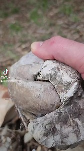 90 Million Year Old Giant Snail Fossil Crystalizing | Ancient Amnesia