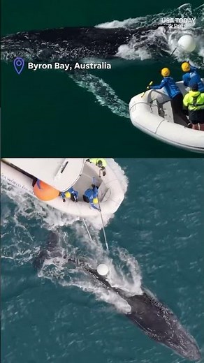 Rescuers help free young humpback whale caught in heavy buoy