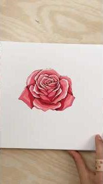 How to draw roses // Rose drawing tutorial for beginners :)