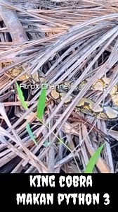 233K views · 2.4K reactions | King cobra berusaha menelan python | Subari | Facebook