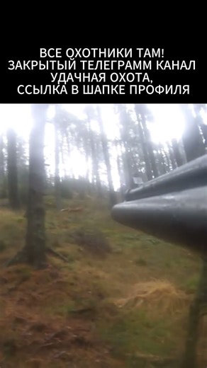 Охота на лису #охотник #hunting #охота #охотаналису
