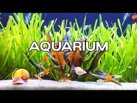 🐟Freshwater Aquarium Live Stream with Soothing Water Sounds | ASMR - Study, Work, Relax