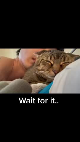 Her name is Ariel. She is Dangerous at times, you will see. #cat #catsoftiktok #fyp #fypシ #viral #angrycat #aggressivecat #cats #evilcat #fypage