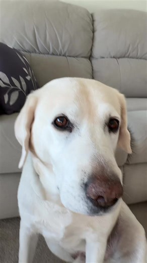 Adorable Puppy: Overcoming Distractions with Cuteness