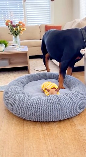 3.9K views · 47 reactions | 藍 A puppy barking and big dog put cake in to water tub   100% AI video for fun & laughs! Every scene is digitally created — no real animals, babies, or people.  Enjoy and share!  No reuploads. | Oh My pets | Facebook