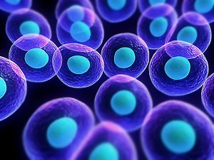 Microscopic view of purple cells with blue nuclei Rare Gallery wallpaper