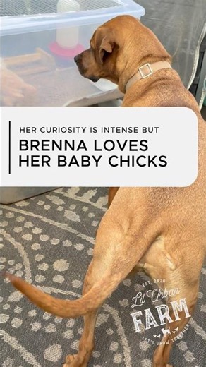 Brenna Got to Meet the New Baby Chickens Finally—She’s So Curious!