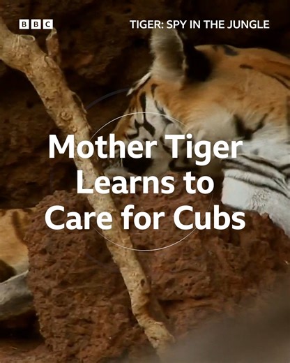 These cubs are this tiger mother's first litter, and they’re going to be quite the test for her! | BBC Earth