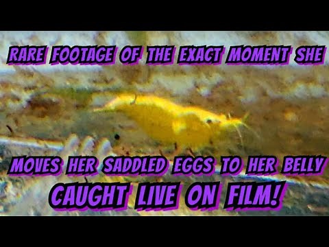 Amazing Footage Of Gold Line Yellow Neocaridina Shrimp & Their Entire Breeding Cycle & Biology!