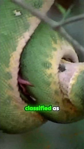 Boas and Pythons: The Tanks of the Snake World