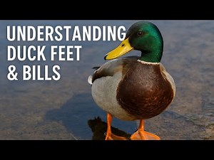 Understanding Duck Feet and Bills - How Ducks Are Built for the Water, Part 2