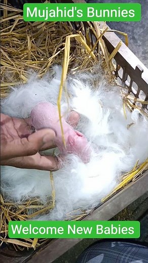 Newborn Baby Rabbits 🐰❤️ Day 1 | Just Born!🐇✨#newbornrabbit #babyrabbits#bunny#cute #rabbit #animals