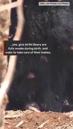 We'd like to talk about another common bear myth: "Black bears give birth while asleep." Watch this video to find out if it's true or false! 🐻 . #blackbears #bears #animals #babyanimals #cuteanimals #bearcub #bearcubs #blackbear #biology | Help Asheville Bears-HAB