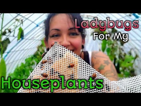 I bought 1500 Ladybugs For A Spider Mite Infestation!- Using Beneficial Bugs For Pest Control