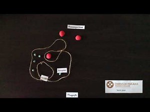 La Phagocytose - Stop Motion (iMotion)