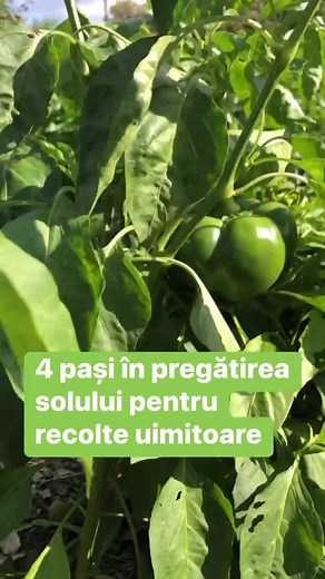 4 pasi simpli, pentru sanatatea solului: 1. Nu mai sapa/ara! Niciodatq! 2. Pune carton ca sa opresti buruiana pentru putin timp. 3. Strat generos de gunoi (5-10cm) peste carton. Gunoiul sa NU fie proaspat. 4. Mulceste cu: frunze, paie, tocatura de lemne, orice ai la indemana. #permacultura #gradina #viatalatara