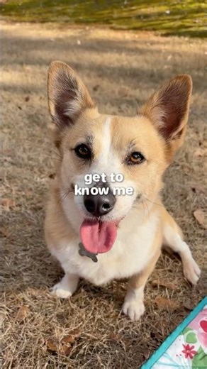 Get to know about Augi ❤️ #dog #puppy #pets #corgi #shorts