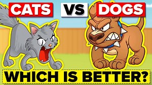 Dogs VS Cats. What's the better pet to have? Which one is the superior species? Which animal do you think deserves to be name better? Do you prefer cats or do you prefer dogs? Why are some people cat people and some dog people? If the two went against each other, who would win in this hypothetical battle? | The Infographics Show